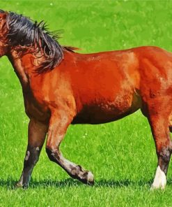 Light Brown Horse paint by numbers