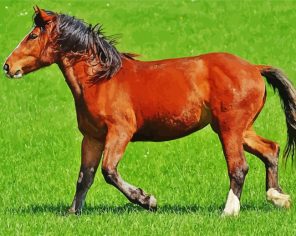 Light Brown Horse paint by numbers