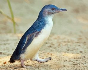 Little Fairy Penguin Paint By Numbers