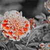 Orange Gray Flowers paint by numbers