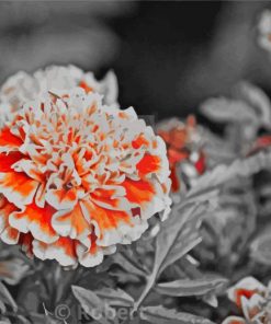 Orange Gray Flowers paint by numbers