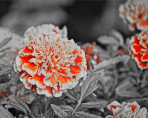 Orange Gray Flowers paint by numbers