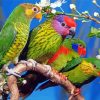 Rainbow Birds On Branch paint by numbers