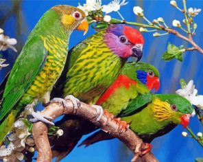 Rainbow Birds On Branch paint by numbers