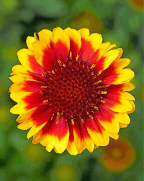 Red And Yellow Wildflower paint by numbers
