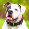 The American Bulldog paint by numbers