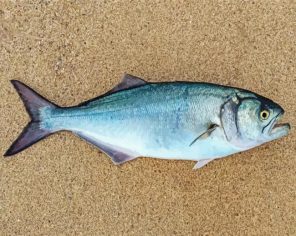 The Bluefish paint by numbers