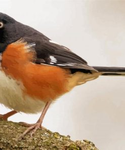 Towhee Bird Animal paint by numbers