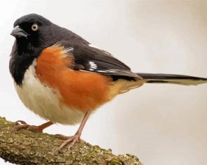 Towhee Bird Animal paint by numbers