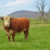 Aesthetic Hereford Cows paint by numbers