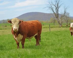 Aesthetic Hereford Cows paint by numbers