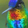 Rainbow Hummingbird paint by numbers