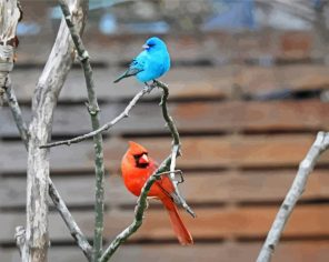 Red And Blue Birds Paint By Numbers