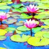 Pink Lily Pond paint by numbers