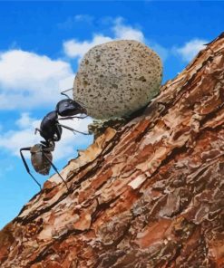 Ant Pushing Stone Paint By Numbers