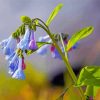 Beautiful Bluebells Paint By Numbers