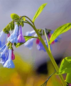 Beautiful Bluebells Paint By Numbers