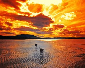 Dogs On Beach Paint By Numbers