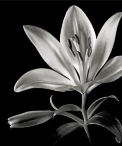 Monochrome Flower Paint By Numbers