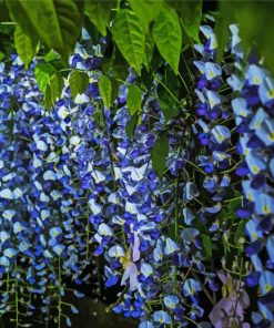 Blue Wisteria Tree paint by numbers