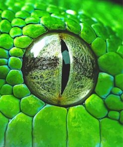 Close Up Rattlesnake Eye paint by numbers