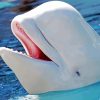 Cute Beluga Whale paint by numbers