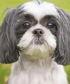 Black And White Shih Tzu paint by numbers