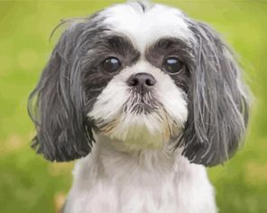 Black And White Shih Tzu paint by numbers