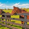 Farm Horses Animals paint by numbers