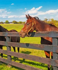 Farm Horses Animals paint by numbers