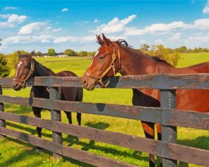 Farm Horses Animals paint by numbers