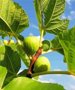 Fig Fruit Tree paint by numbers