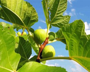 Fig Fruit Tree paint by numbers