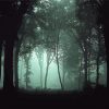 Gloomy Dark Forest Paint By Numbers