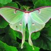 Green Luna Moth Paint By Numbers