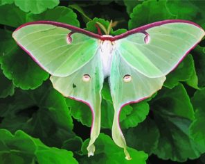 Green Luna Moth Paint By Numbers