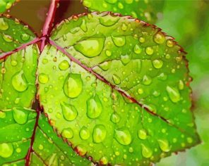 Droplets on Leaves paint by numbers