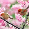 Birds In Pink Flowers Paint By Numbers