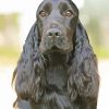 Black Cocker Spaniel Paint By Numbers