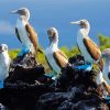 Blue Boobies Birds Paint By Numbers