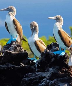 Blue Boobies Birds Paint By Numbers