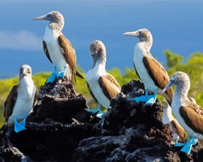 Blue Boobies Birds Paint By Numbers