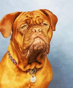 Bordeaux Mastiff Dog Paint By Numbers