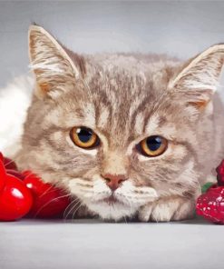 Cat With Fruits Paiint By Numbers