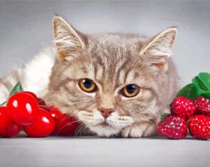 Cat With Fruits Paiint By Numbers