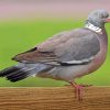 Common Wood Pigeon Paint By Numbers