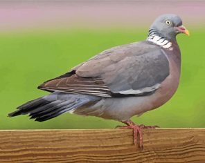 Common Wood Pigeon Paint By Numbers