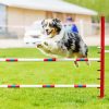 Dog Agility Jumping Paint By Numbers