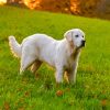 English Golden Retriever Dog Paint By Numbers