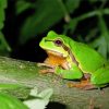 European Tree Frog Paint By Numbers